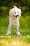 Piper the Malti-poo