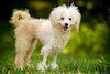 Piper the Malti-poo