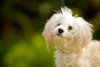Piper the Malti-poo