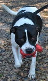 Richie the Loving Bulldog