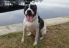 Richie the Loving Bulldog