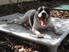 Richie the Loving Bulldog