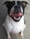 Richie the Loving Bulldog