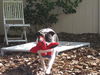 Richie the Loving Bulldog