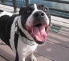 Richie the Loving Bulldog