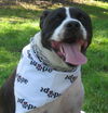 Richie the Loving Bulldog