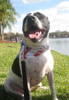 Richie the Loving Bulldog