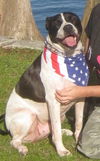 Richie the Loving Bulldog