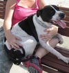 Richie the Loving Bulldog
