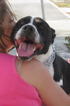 Richie the Loving Bulldog