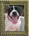 Richie the Loving Bulldog
