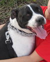 Richie the Loving Bulldog
