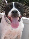 Richie the Loving Bulldog