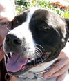 Richie the Loving Bulldog