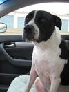 Richie the Loving Bulldog