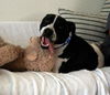 Richie the Loving Bulldog