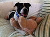 Richie the Loving Bulldog