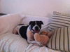 Richie the Loving Bulldog