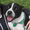 Richie the Loving Bulldog