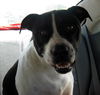 Richie the Loving Bulldog