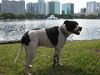 Richie the Loving Bulldog