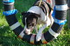 Richie the Loving Bulldog