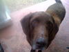 Napoleon the Senior Lab