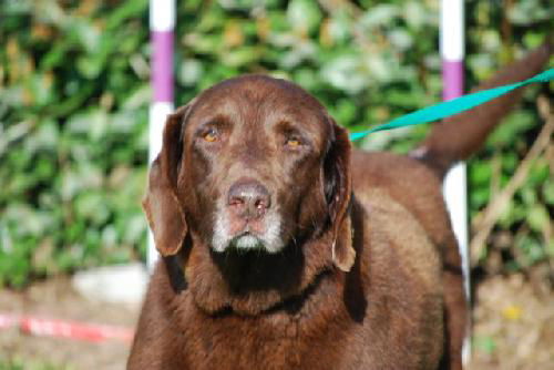 Napoleon the Senior Lab