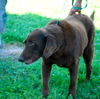 Napoleon the Senior Lab