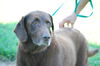 Napoleon the Senior Lab