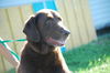 Napoleon the Senior Lab