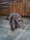 Napoleon the Senior Lab