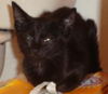 Dawn the Dainty Black Kitten