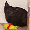 Dawn the Dainty Black Kitten
