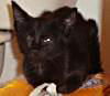 Dawn the Dainty Black Kitten