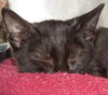 Dawn the Dainty Black Kitten