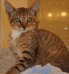 Elliott the Chirping Kitten