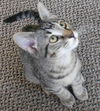 Potter the Wizardly Kitten (Video)