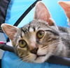 Potter the Wizardly Kitten (Video)