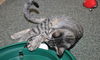 Potter the Wizardly Kitten (Video)