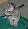 Potter the Wizardly Kitten (Video)