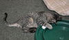 Potter the Wizardly Kitten (Video)