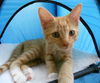 Weasley the Kissing Kitten (VIdeo)