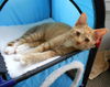 Weasley the Kissing Kitten (VIdeo)