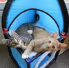 Weasley the Kissing Kitten (VIdeo)