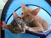 Weasley the Kissing Kitten (VIdeo)