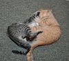 Weasley the Kissing Kitten (VIdeo)