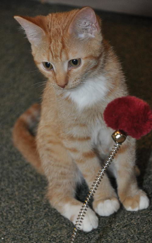 Weasley the Kissing Kitten (VIdeo)