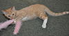 Weasley the Kissing Kitten (VIdeo)