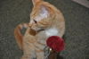 Weasley the Kissing Kitten (VIdeo)